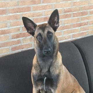 Gebruikersavatar