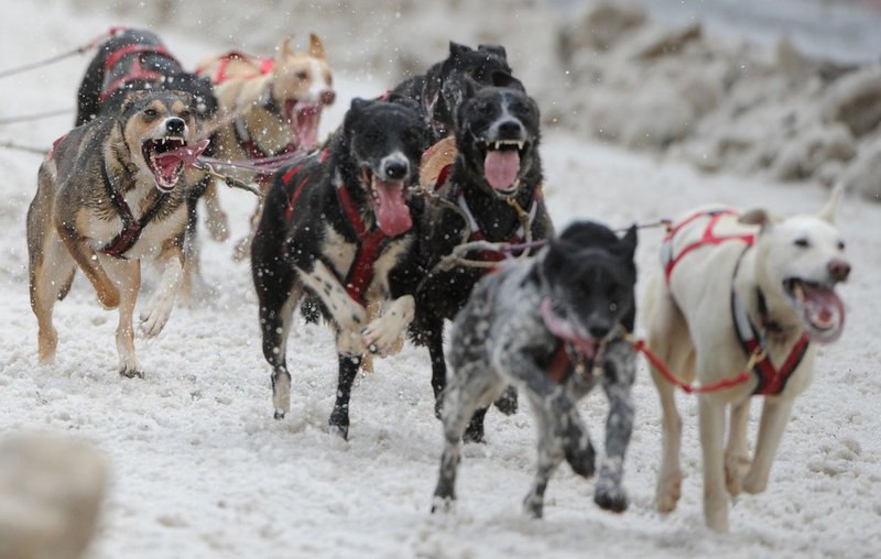 Generic-Sprint-Mushing4.jpg