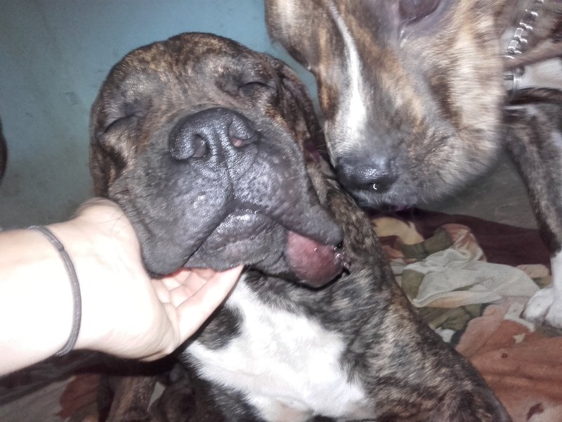 Dikke lip
