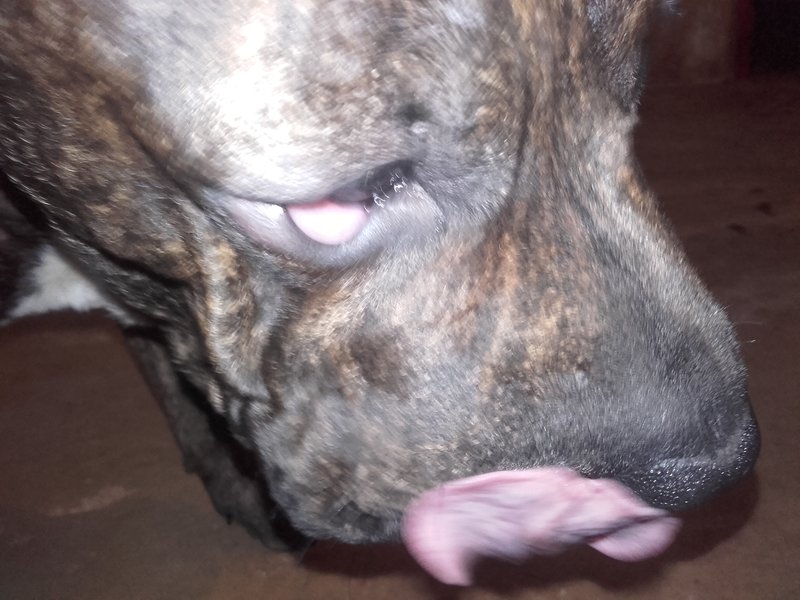 Oog wit dik