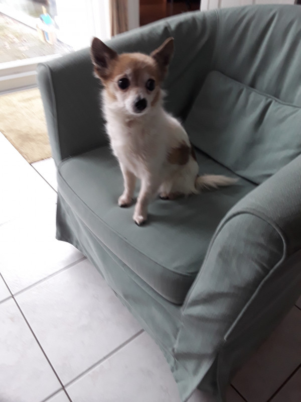 Kijk lizzy dit is lady