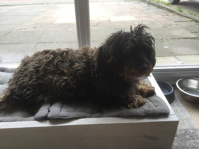 Saartje, wordt 2 augustus 10…
