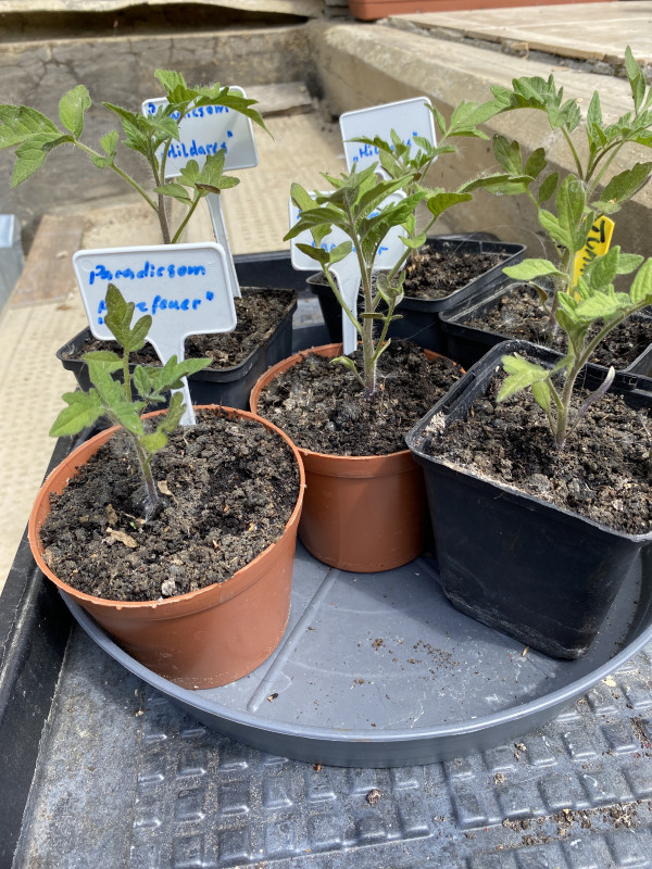 De tomatenplantjes