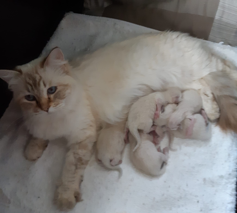 Mama