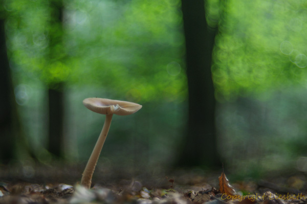 DSC_0078-2.jpg