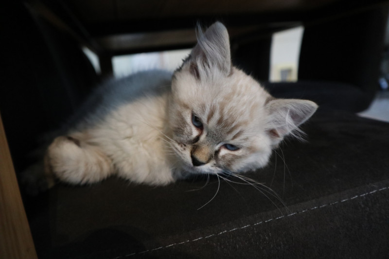 Onze mooie Jop :)