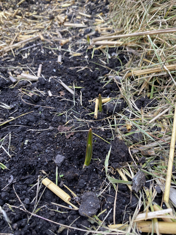 De knoflook steekt de kop op