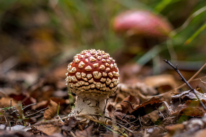 DSC_0009.jpg