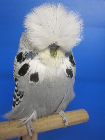 vogel2.jpg