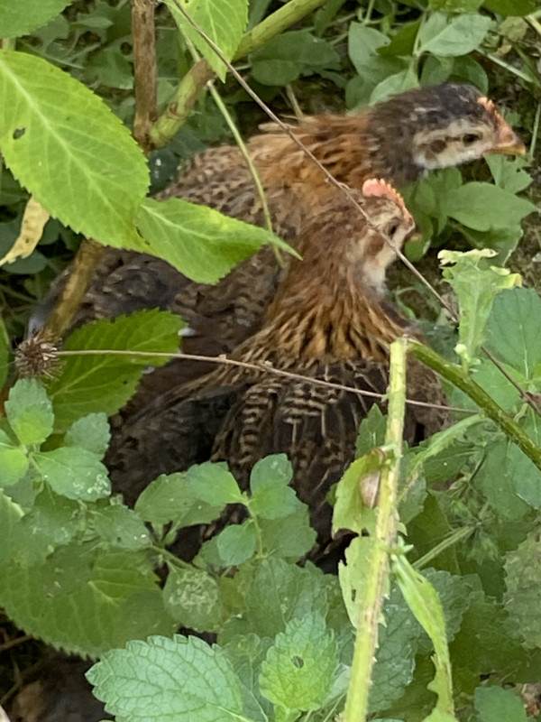 Siësta onder de hortensia.