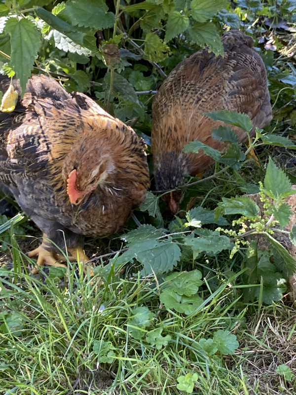 De dames vandaag zes weken.