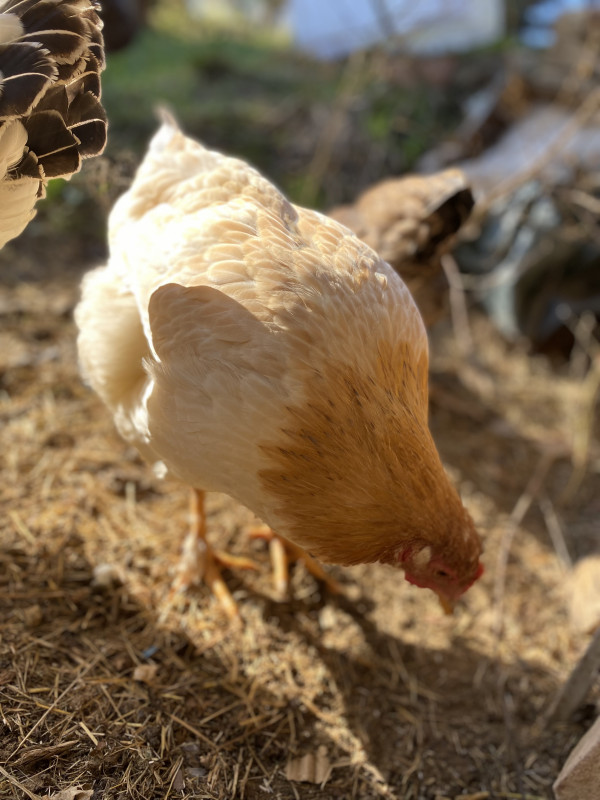 Goldie aka Houdina (vanwege ontsnappingen)