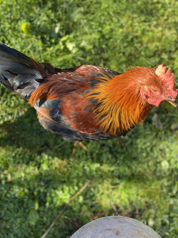 Willem