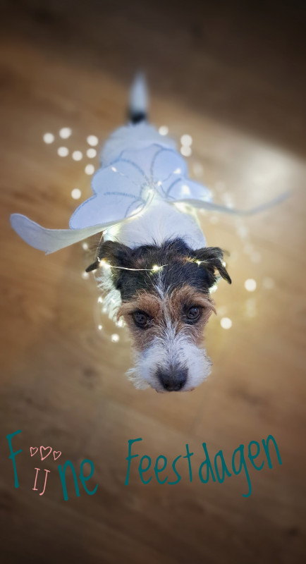 Kerst(b)engel...