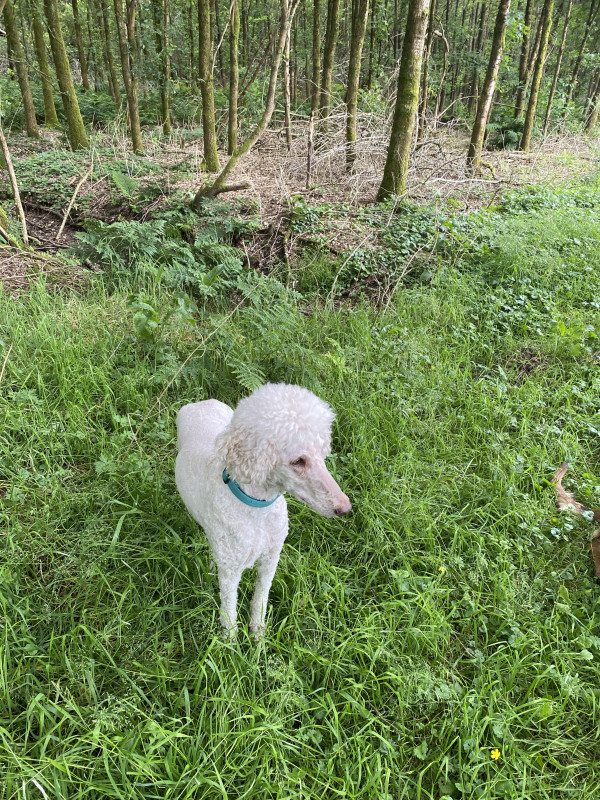 IMG_0491.jpeg