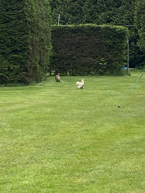 IMG_0500.jpeg