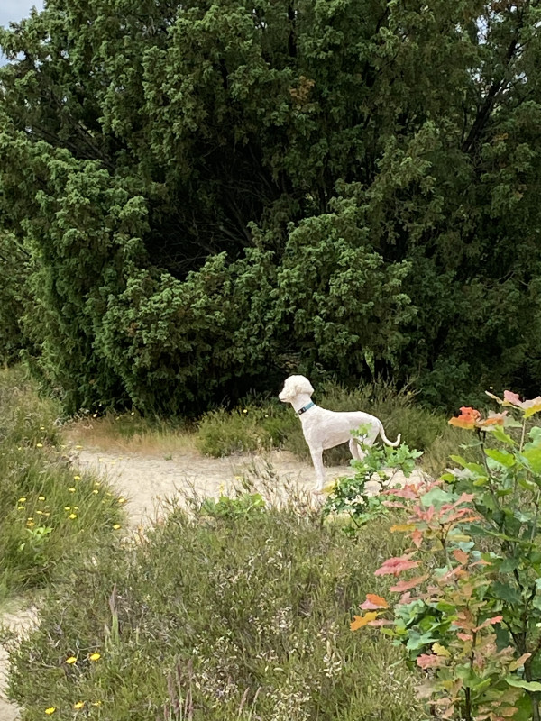 IMG_0513.jpeg