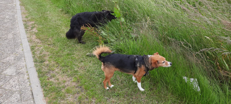 Samen snuffelen