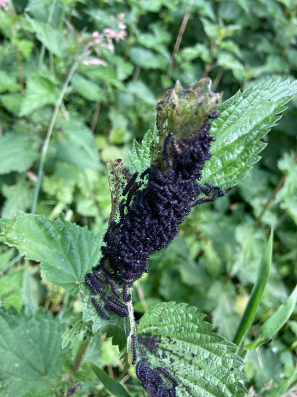 IMG_2603.jpeg