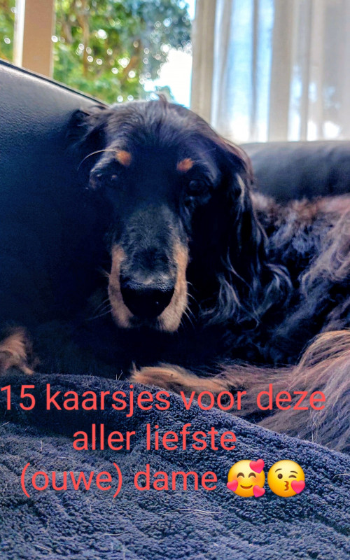 Misty 15 jaar (1).jpg