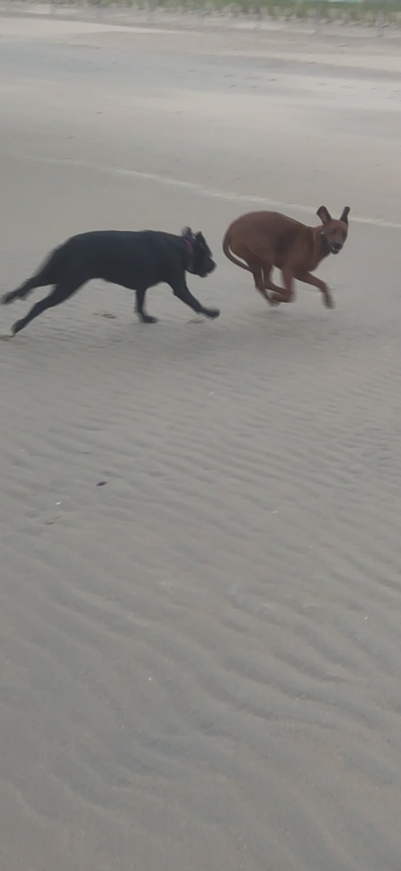Aankomst op het strand in Knokke