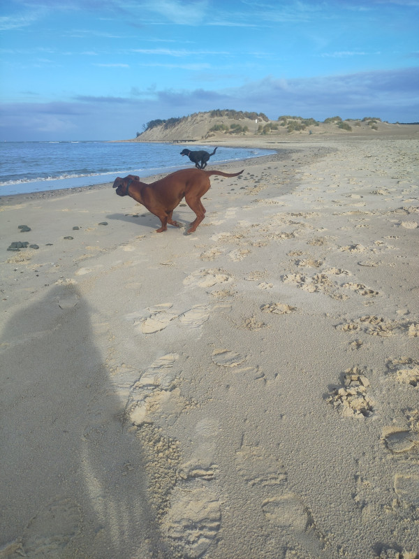 Aankomst in Cadzand