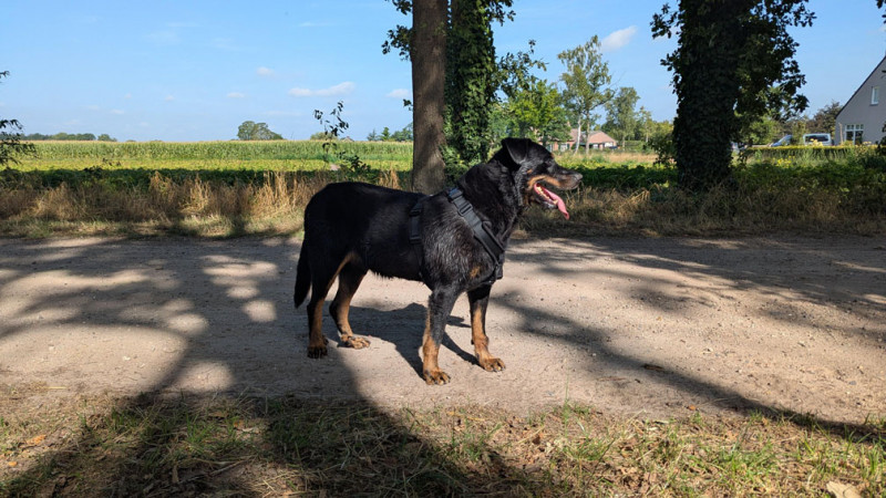 Odin.2025-08-10.jpg