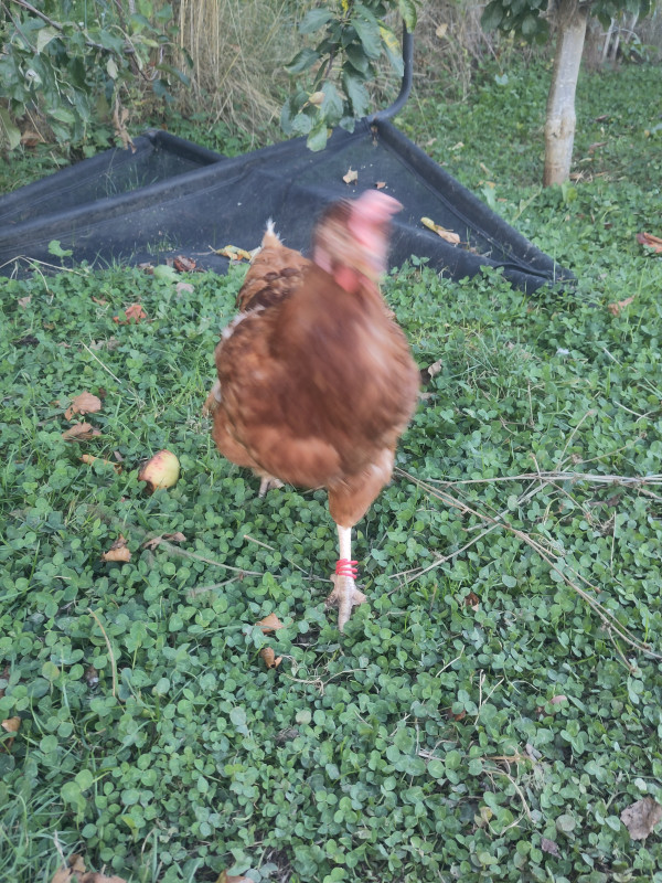 Pioen