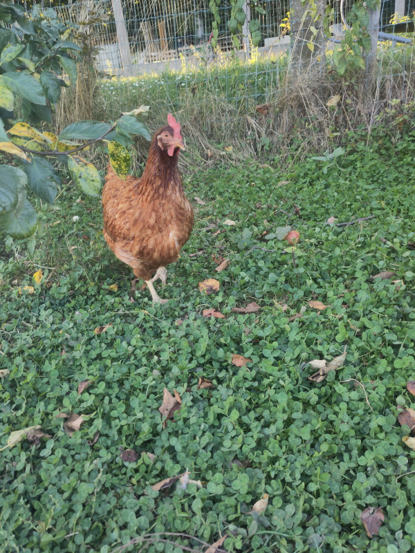 Aster