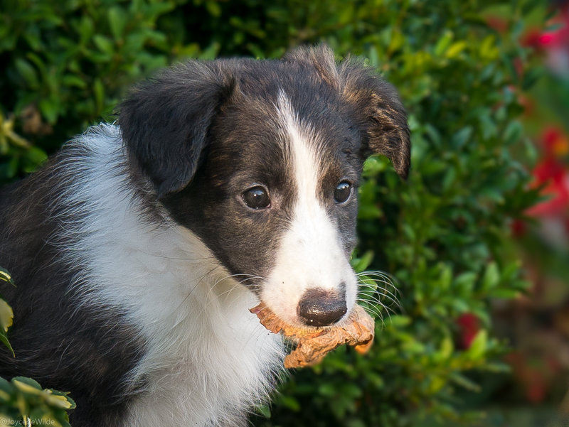 Eindelijk, puppynieuws voor ons!!!<br />in aug werd er een nestje geboren en toen de pups 4 weken oud waren hoorden we dat deze knappe reu voor ons was. We zijn om de week gaan kijken en knuffelen, maar volgende week komt hij dan eindelijk mee naar huis!!<br />Meet Yuma, the Silken Windhound!!<br />(Foto is van toen hij 8 weken was, de laatste foto's die ik heb zijn png bestand en kan ik niet uploaden??)
