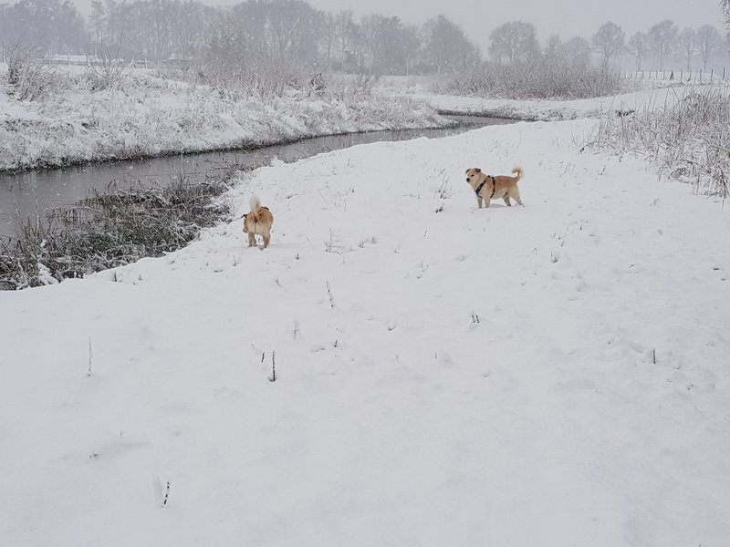 Lekker wandelen in de sneeuw.