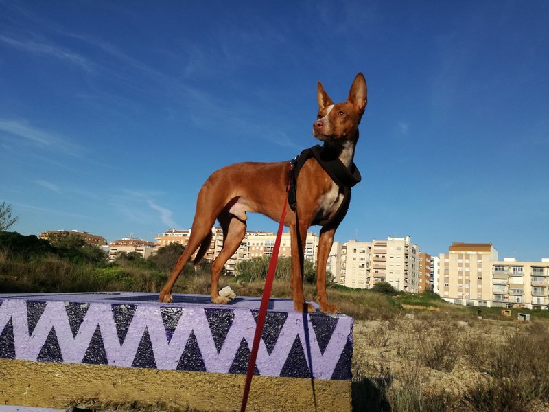 Freddy, Podenco Andaluz, de kleinste maat, weegt maar 9 kilo, maar heeft een gigantisch ego