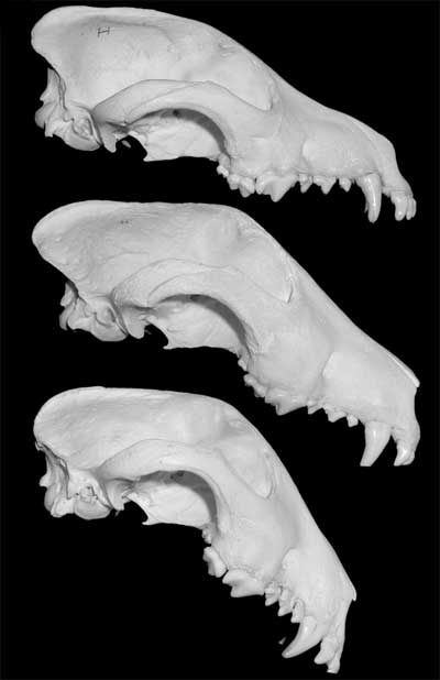 bullterrier_skullchanges.jpg
