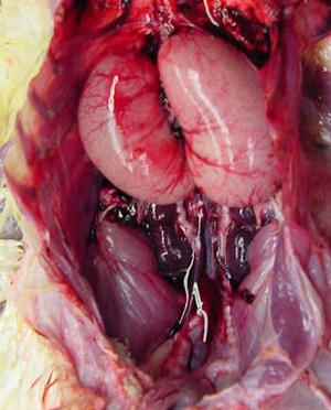 testes-in-abdominal-cavity.jpg