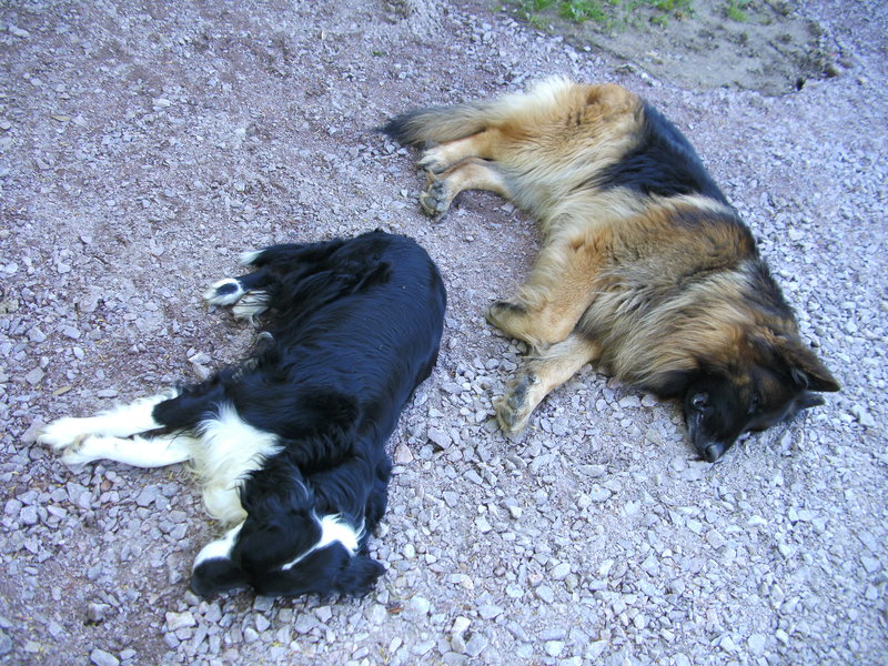 Laïka en Axel