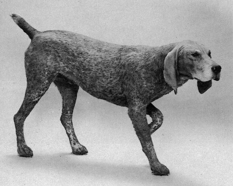 Duitse pointer 8=1890.jpg