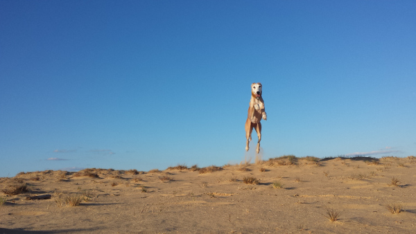 Ziggy3.jpg
