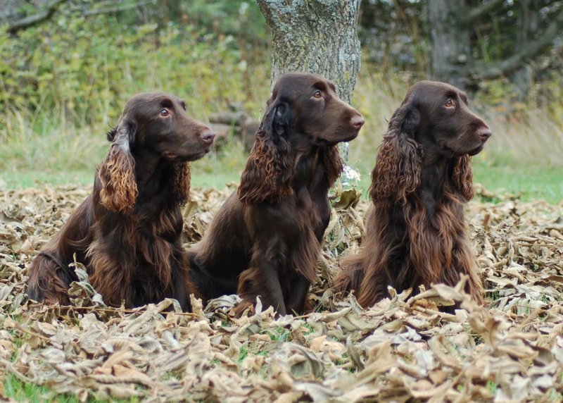 Field Spaniel1.jpg