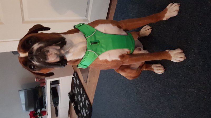 IMG-20181206-WA0002.jpeg