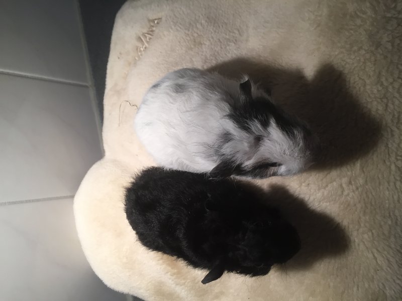 En de baby’s zijn 2 skinny drager zusjes