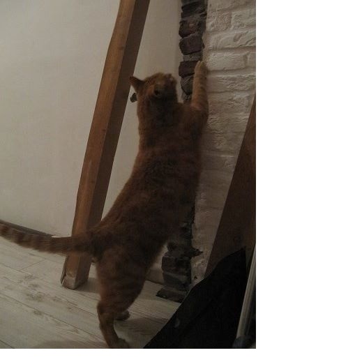 Met zijn mooie grote lieve lijf. Altijd en overal dichtbij zijn.