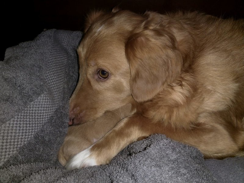 Joya met haar dode pup