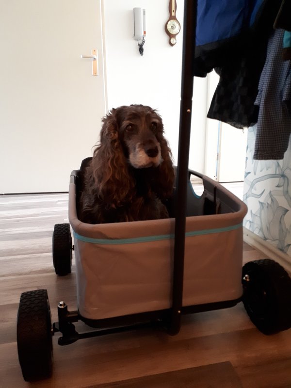 saartje bolderkar 1.jpg