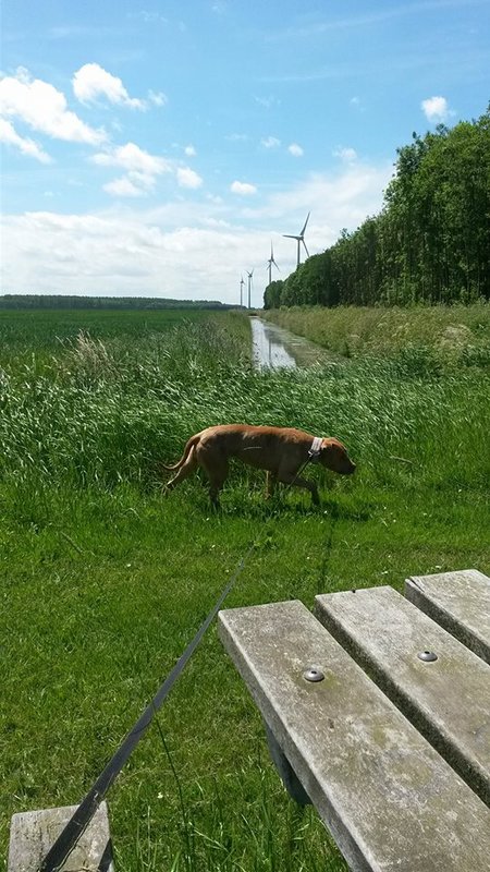 Faune.5.jpg