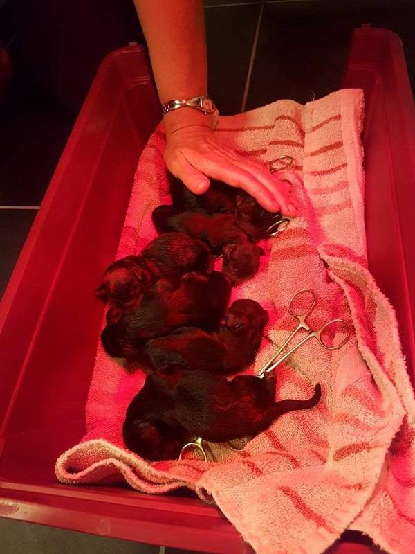 Revy pups.jpg