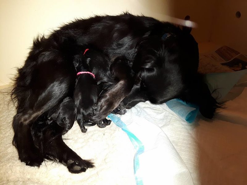 Revy pups 2.jpg