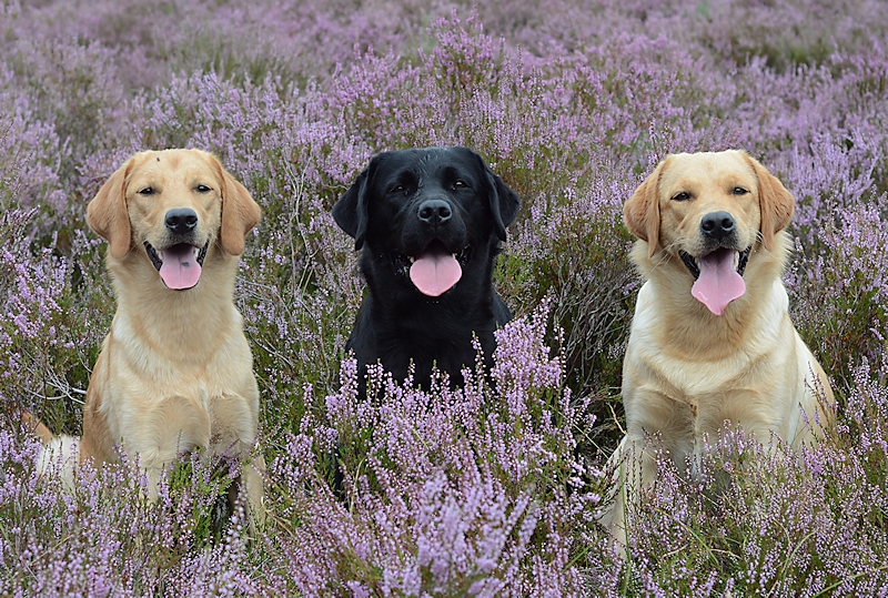 Bobbie - Rox - Beau