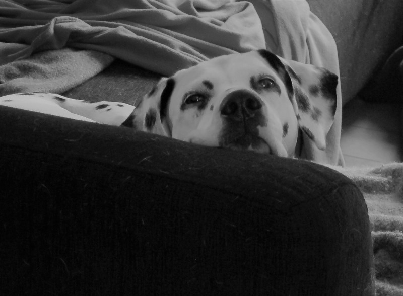 my girl