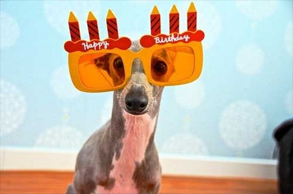 happy-birthday-dog06.jpg