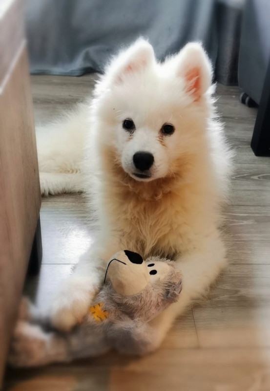 Pupper